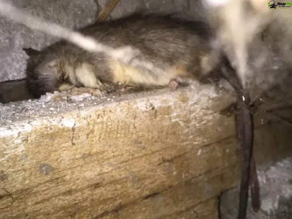 Dead Rat Removal Albion